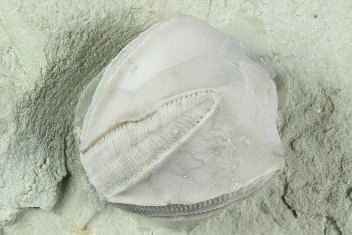 Blastoid (Pentremites) Fossil - Illinois #184097